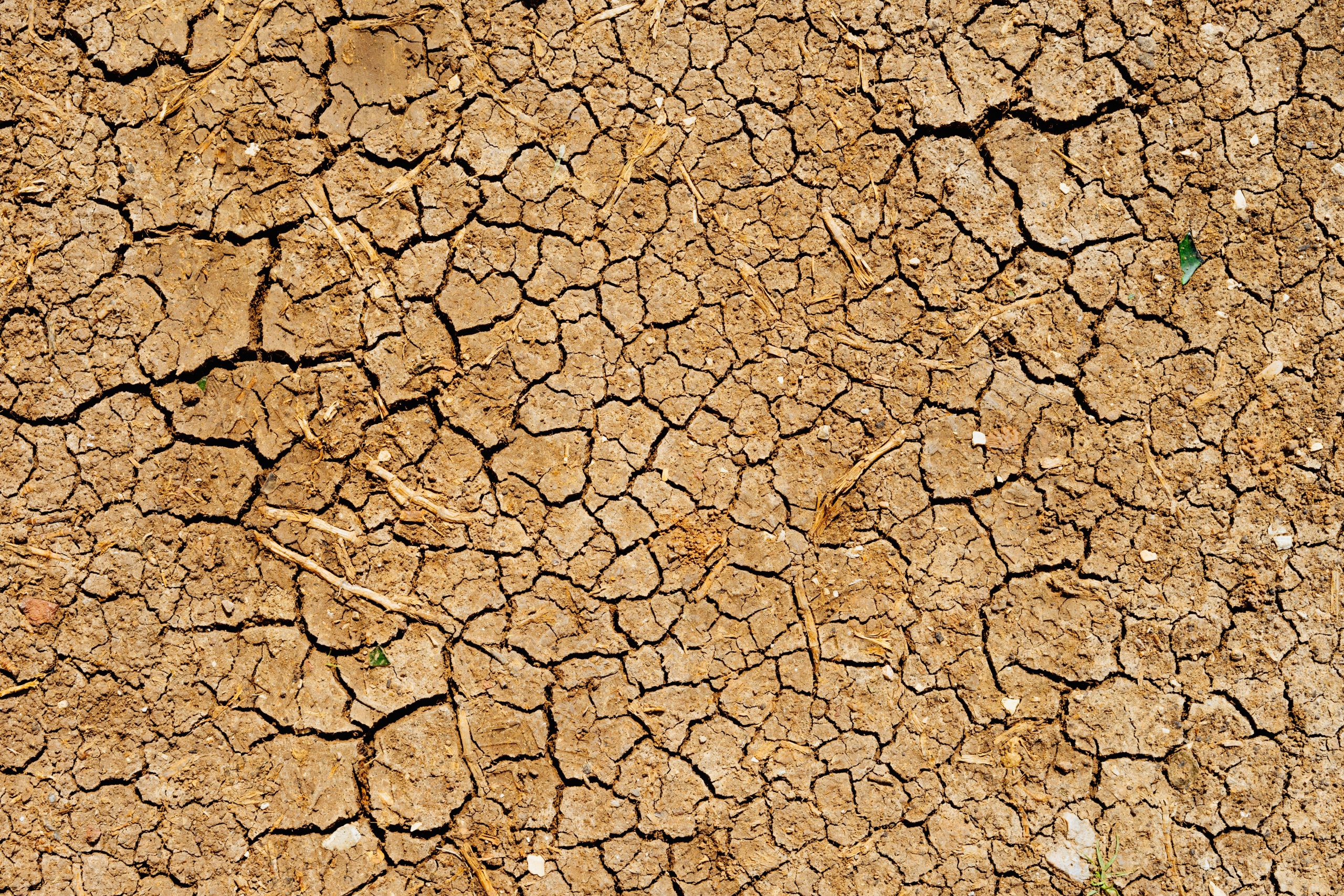 SOS raccolti, siccità: perdite fino al 15%