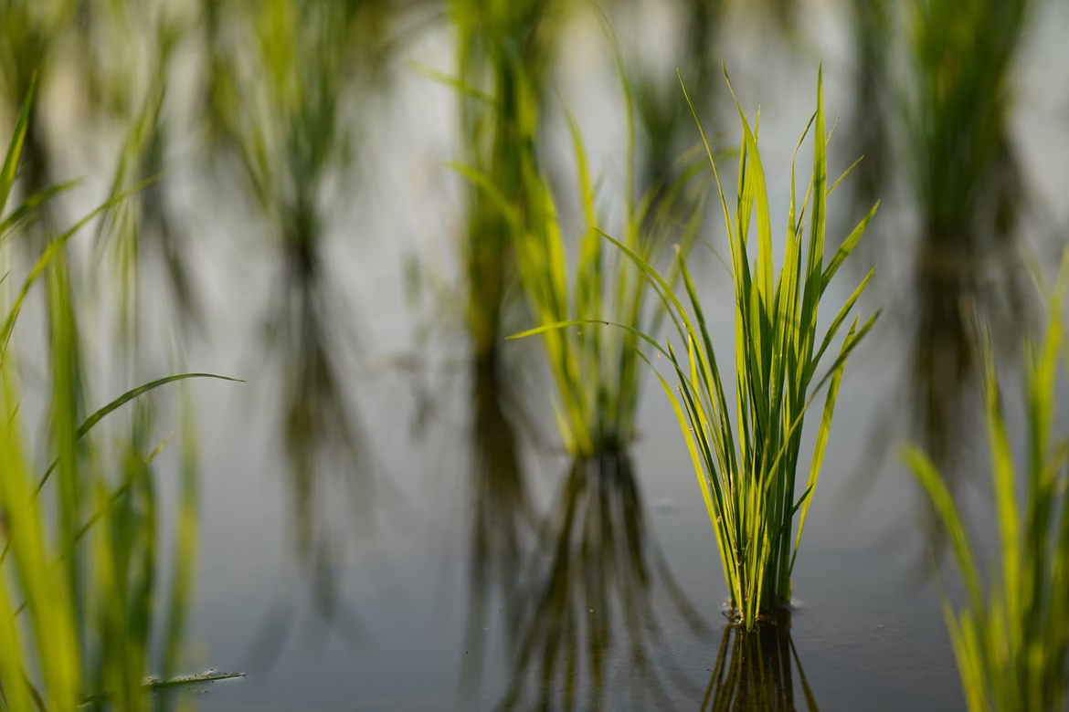 Allarme siccità: devastato il raccolto di riso italiano